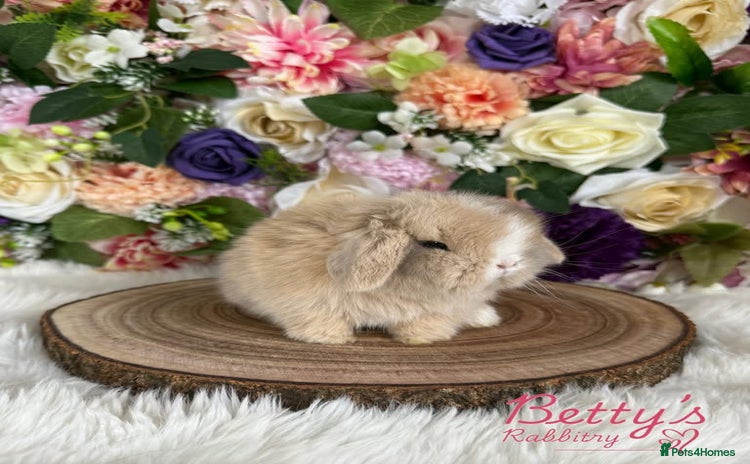 Mini Lop rabbits - Advert 1