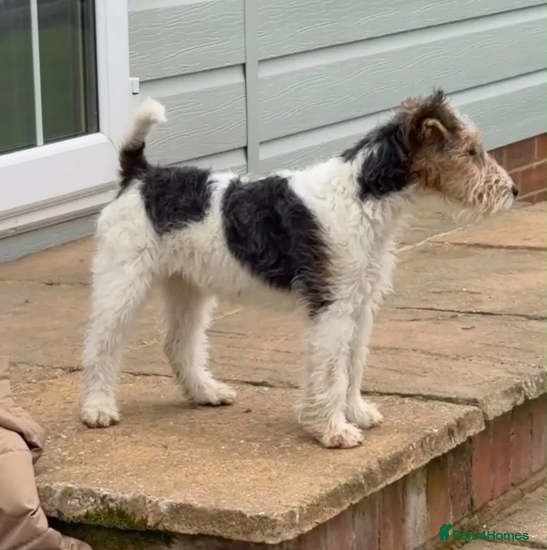 Fox Terrier dogs for sale: 11 months old fox terrier  - Advert 2
