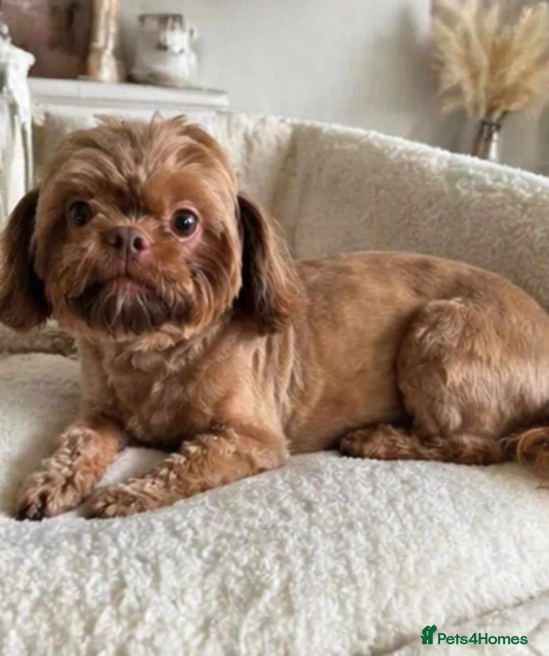 Shih Tzu dogs for sale: Mature Companion seeks Retired Person - Advert 1