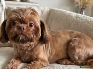 Shih Tzu dogs Mature Companion seeks Retired Person - Advert 2