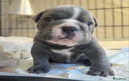English Bulldog dogs for sale: Outstanding KC English Bulldogs, Top Quality Pups - Image 22