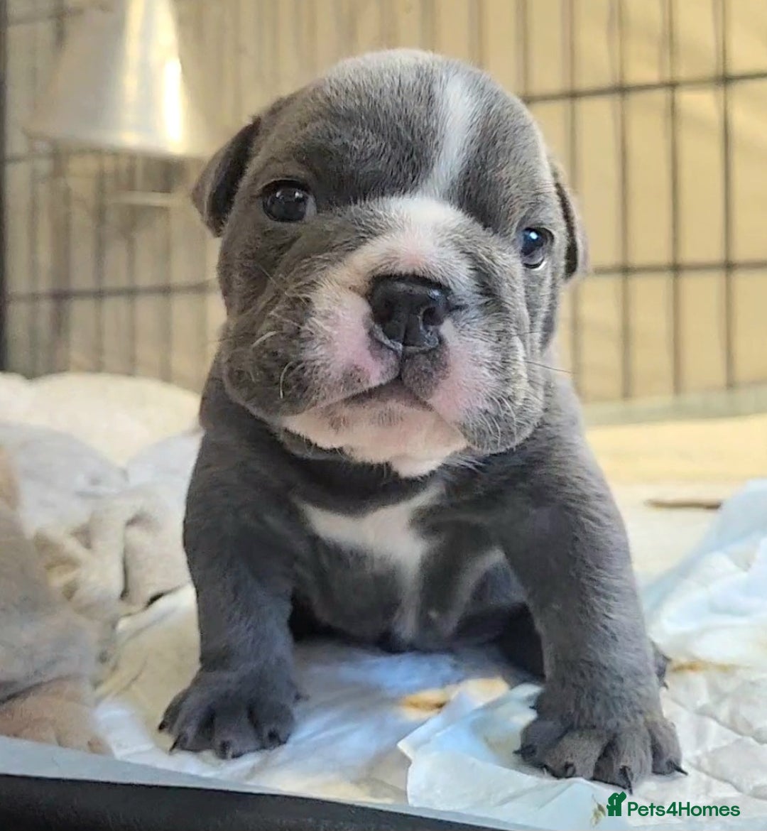 English Bulldog dogs for sale: Outstanding KC English Bulldogs, Top Quality Pups - Image 22