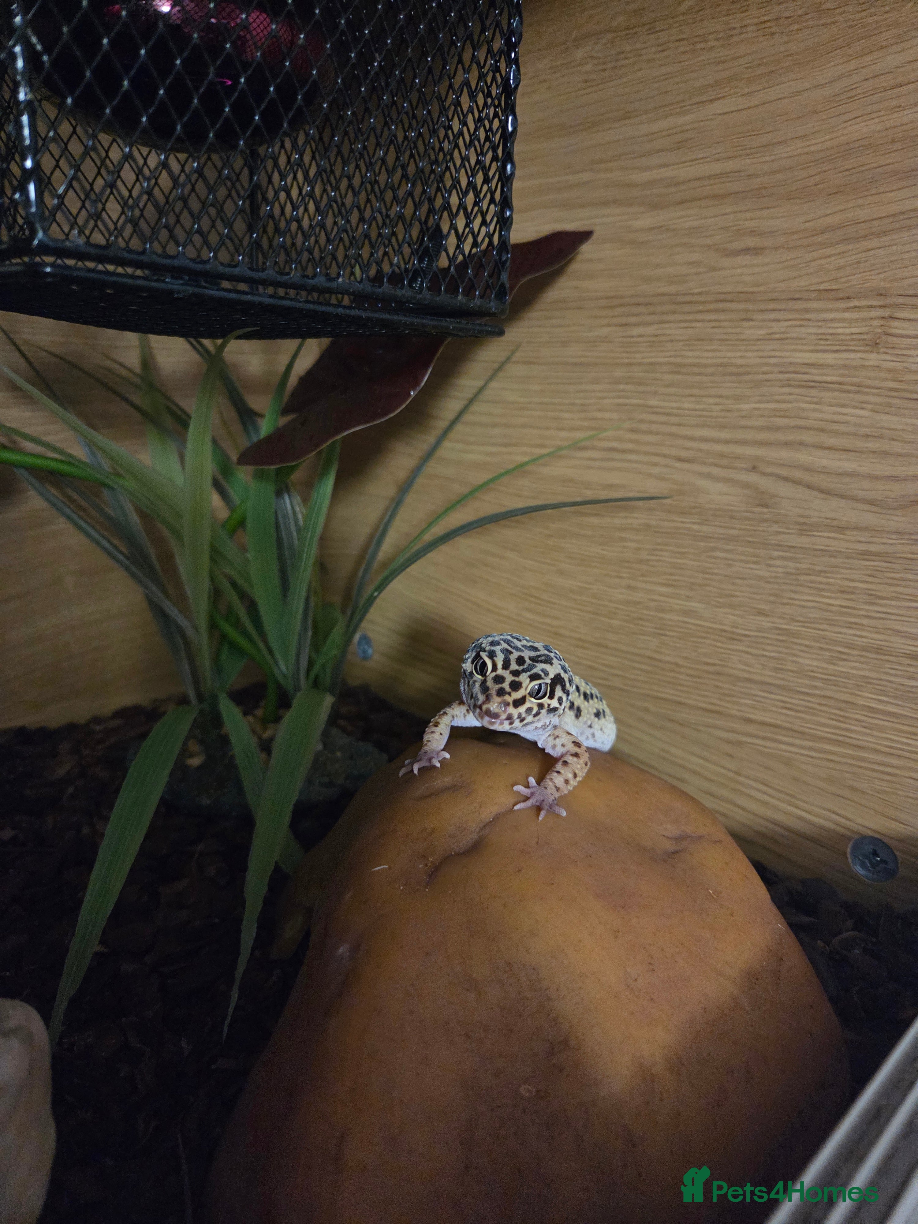 Leopard Gecko reptiles Leopard Gheko 3 years old - Advert 4