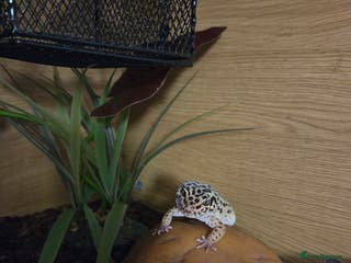 Leopard Gecko reptiles Leopard Gheko 3 years old - Advert 1