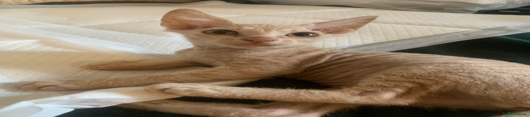 Sphynx Kitten 2