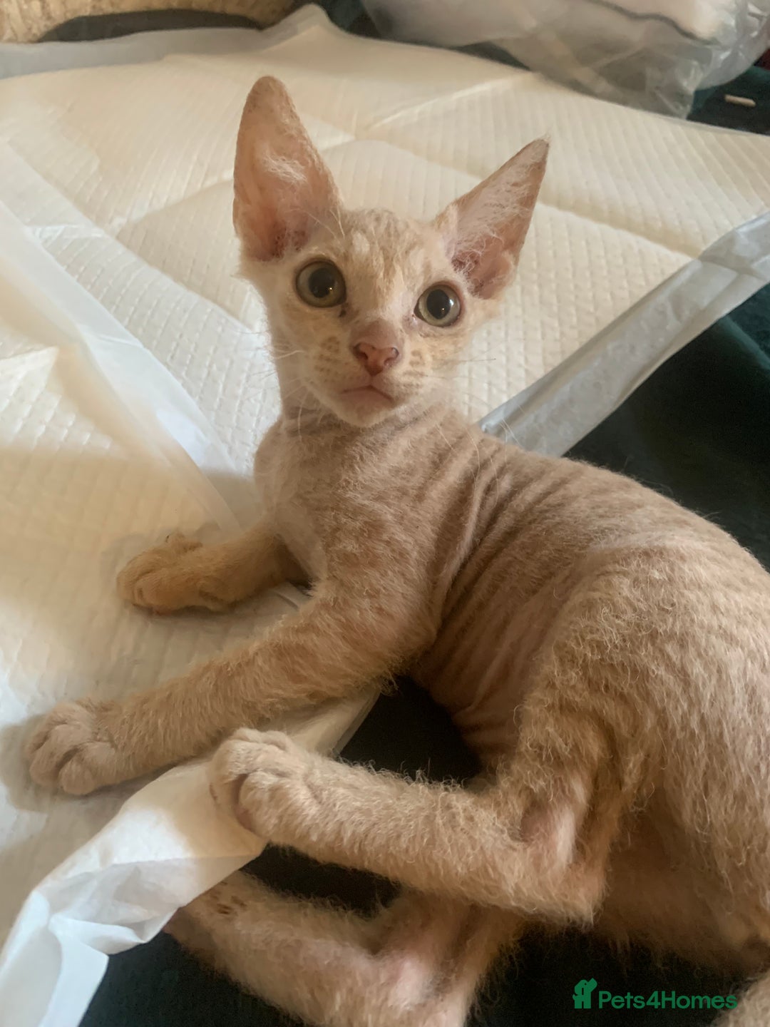Sphynx cats for sale: Nice Sphinx kitten  - Image 3