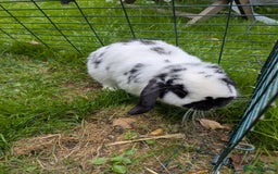 Mini Lop rabbits for sale: Monty and Muffin  - Image 5