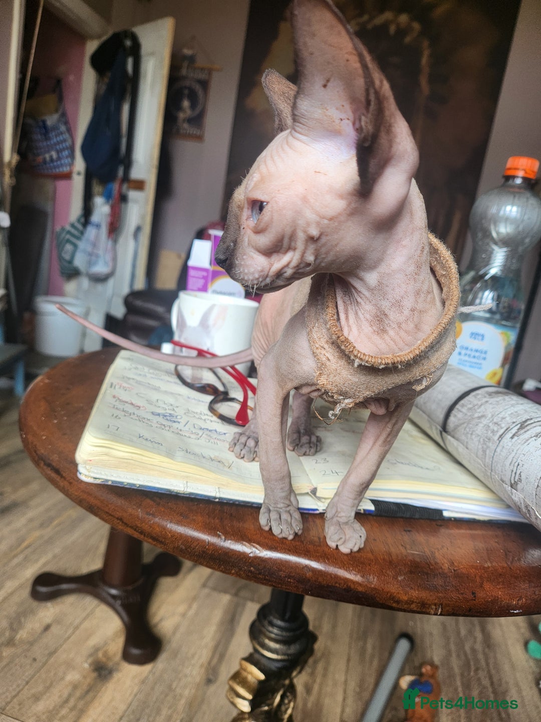 Sphynx cats for sale: Young sphynx female - Image 5