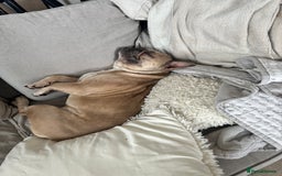 French Bulldog dogs for sale: 2 year old French bulldog for sale - Image 2