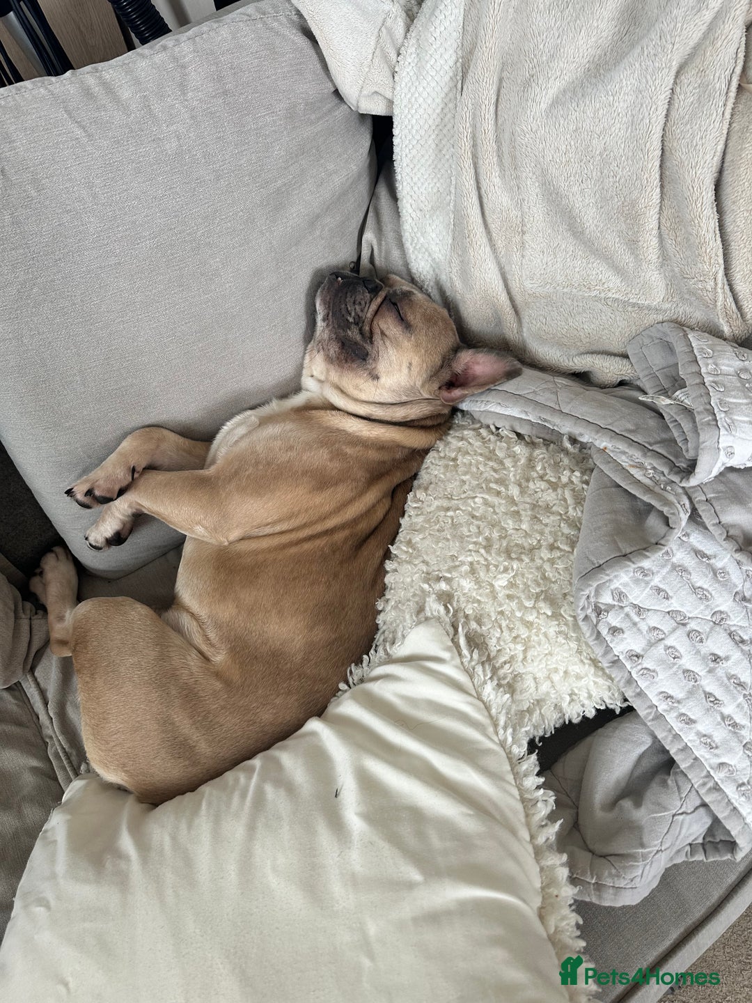 French Bulldog dogs for sale: 2 year old French bulldog for sale - Image 2