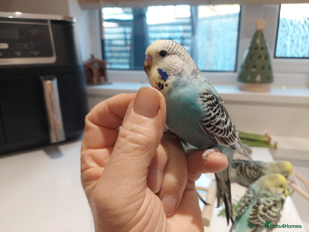 Budgerigars birds for sale: Tame Baby Budgies - Advert 11
