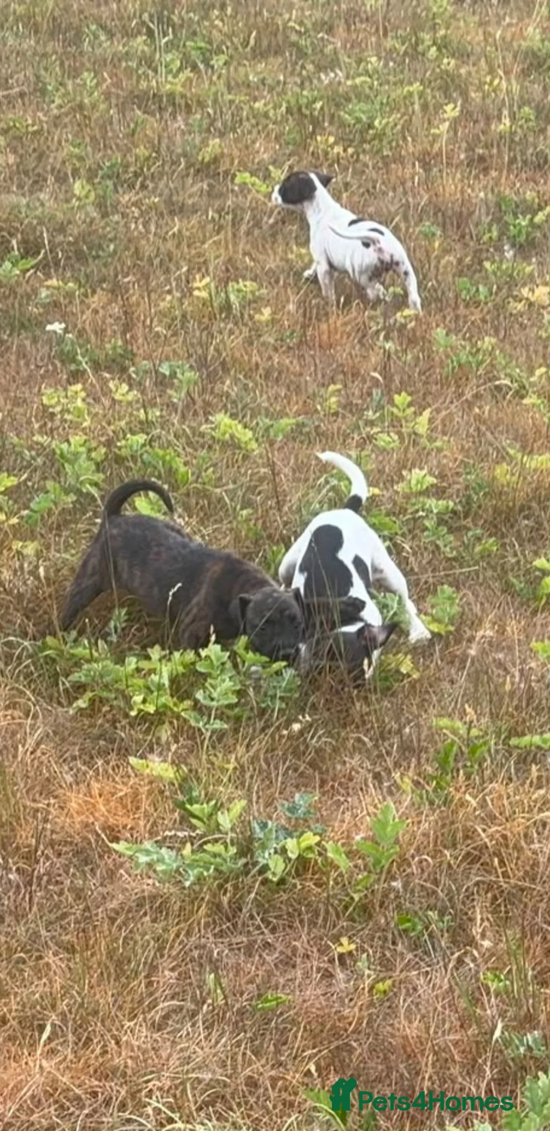 Mixed Breed dogs for sale: Mix breed in Kidlington - Advert 2