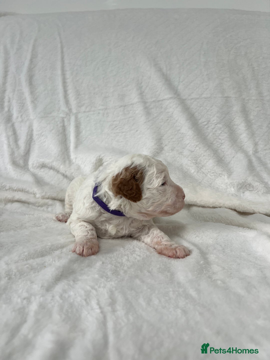 Goldendoodle dogs for sale: Beautiful litter of Goldendoodles  - Image 23