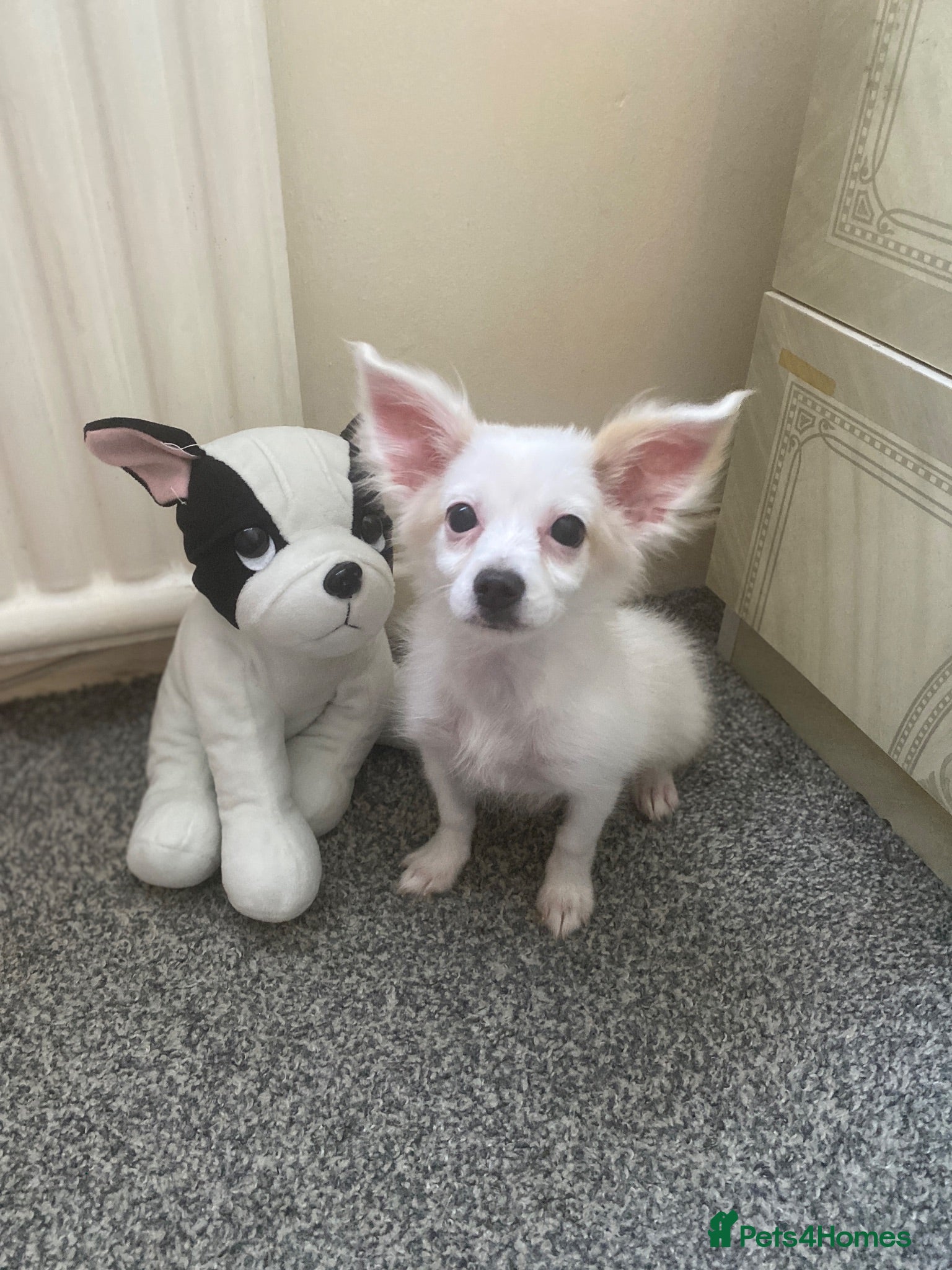Maltese dogs Tiny Maltese Female Puppy Ready Now  - Advert 9