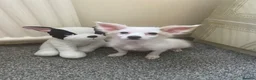 Maltese dogs for sale: Malchi Female Puppy Ready Now  - Advert 1