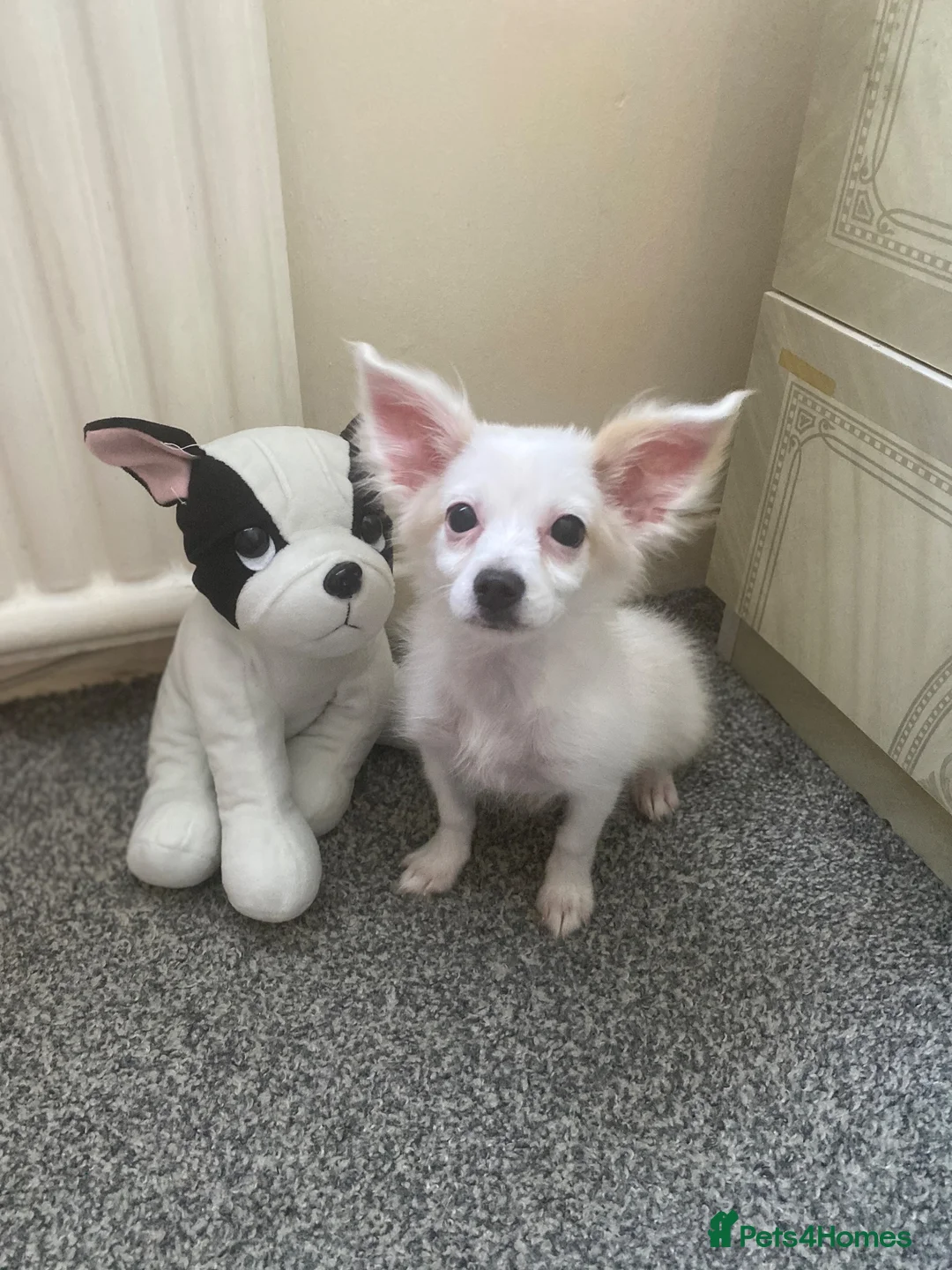 Maltese dogs for sale: Malchi Female Puppy Ready Now  - Advert 1