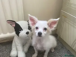 Maltese dogs Malchi Female Puppy Ready Now - Advert 1
