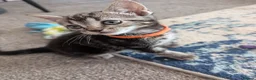 Bengal cats for sale: Beautiful kittens looking for a loving home  in Bournemouth - Advert 2