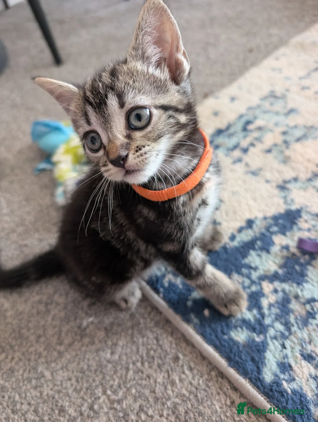 Bengal cats for sale: Beautiful kittens looking for a loving home  in Bournemouth - Advert 2