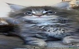 Maine Coon cats for sale: Xl Stunning Maine coon kittens  - Image 23