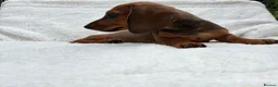 Dachshund dogs for sale: Dachshund Puppies ready for their forever homes - Advert 10