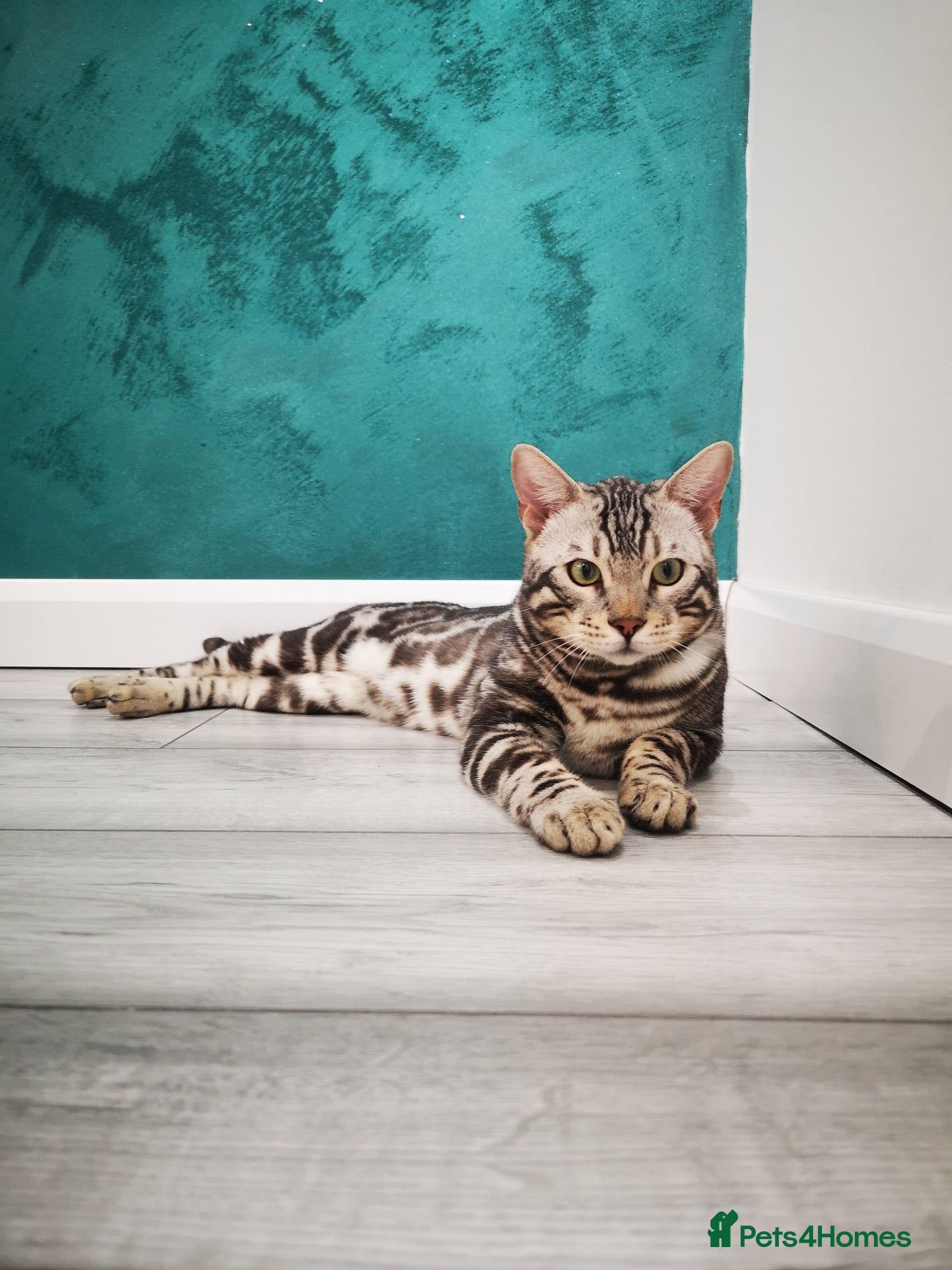 Bengal cats Bengal boy stud duties only - Advert 1