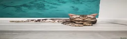 Bengal cats for stud: Bengal boy stud duties only - Advert 1