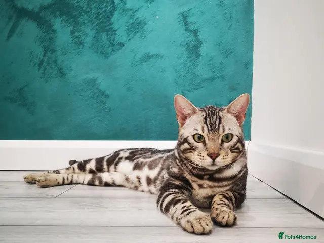 Bengal cats for stud: Bengal boy stud duties only - Advert 1