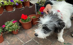 Mixed Breed dogs for adoption: Beautiful & Gentle KATALYA - for a Loving Home - Image 13