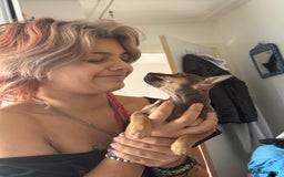 Mixed Breed dogs for sale: chihuahua mixed breed - Image 1