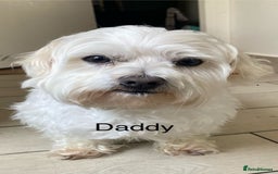 Mixed Breed dogs for sale:  Maltipoo Puppies – 4 Boys Ready to Reserve💙 - Image 5