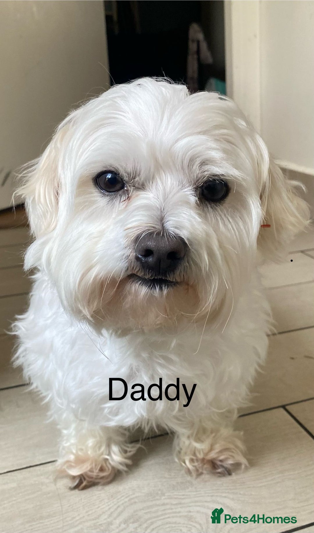 Mixed Breed dogs for sale:  Maltipoo Puppies – 4 Boys Ready to Reserve💙 - Image 5