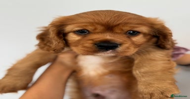 Cavalier King Charles Spaniel dogs - Advert 6