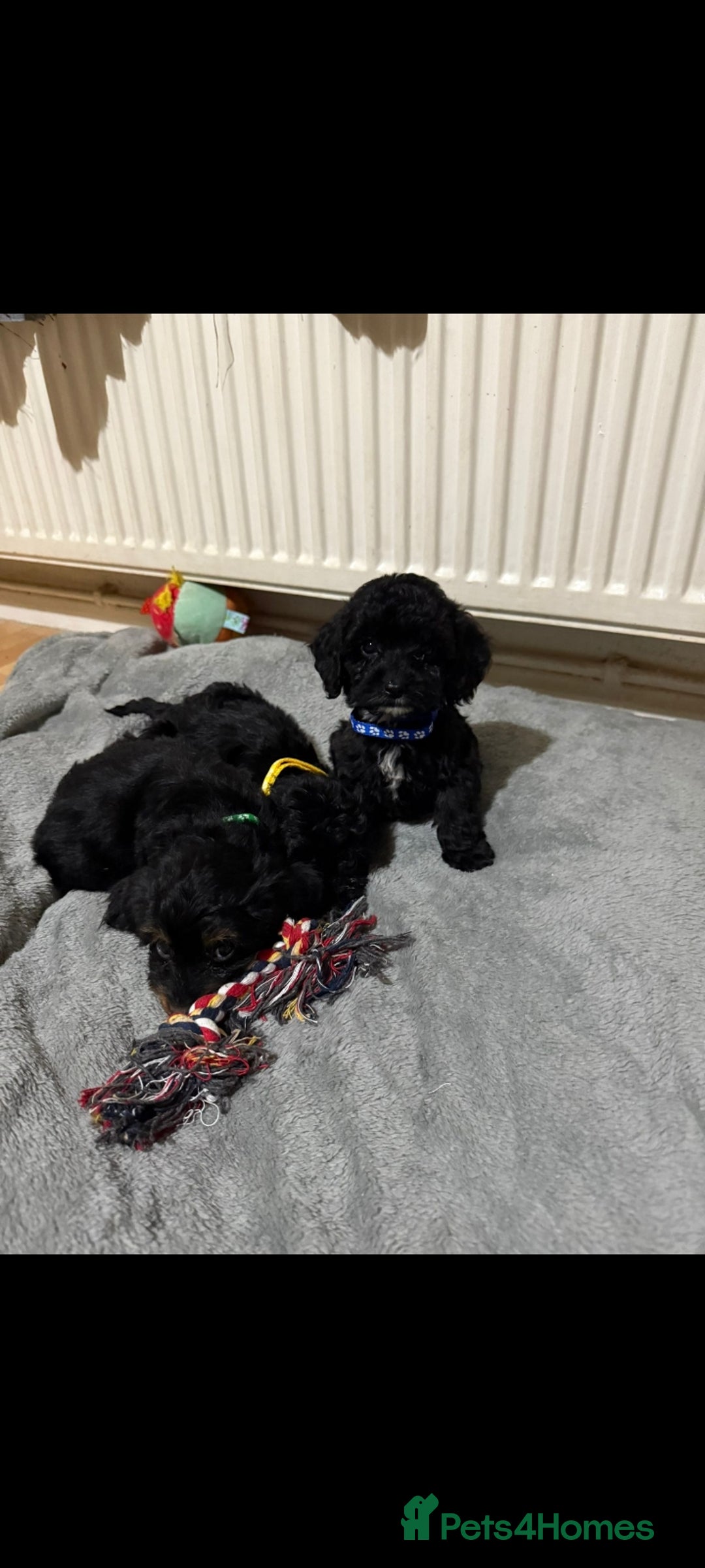 Cockapoo dogs for sale: Beutifull cockapoos  - Image 17