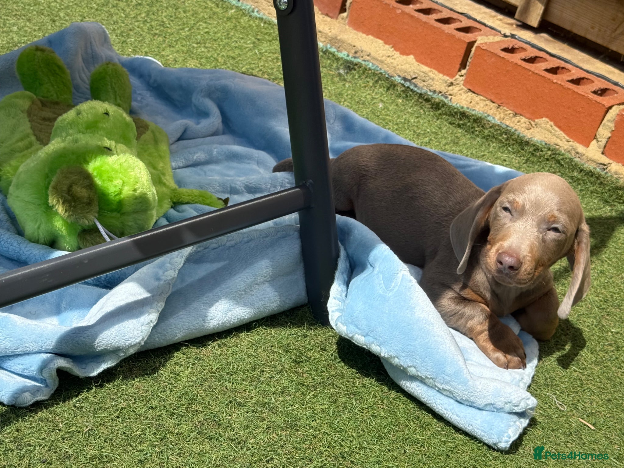 Miniature Dachshund dogs 1 silver boy remaining  🐶  - Advert 1