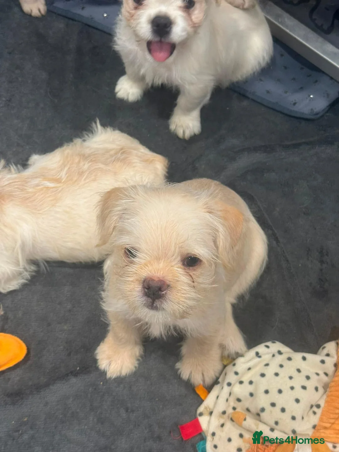 French Bulldog dogs for sale: fully vac French bulldog pups ready now  - Advert 8
