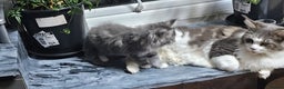 Maine Coon cats for sale: Giant maine coon kittens for sale  - Advert 13