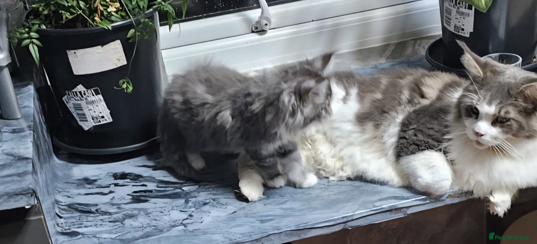 Maine Coon cats for sale: Giant maine coon kittens for sale  - Advert 13