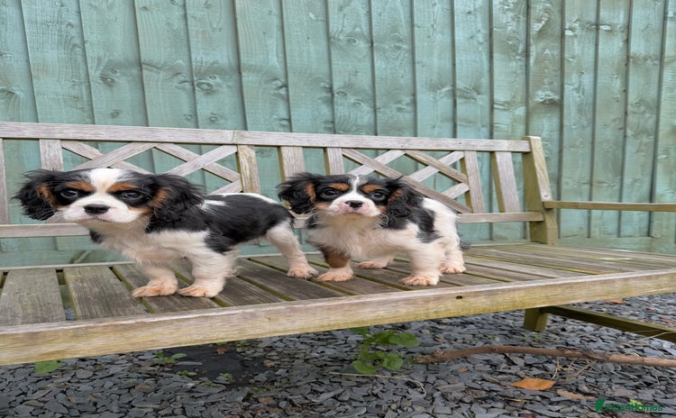 Cavalier King Charles Spaniel dogs  Cavalier King Charles Spaniels  - Advert 3