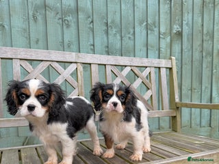 Cavalier King Charles Spaniel dogs Cavalier King Charles Spaniels - Advert 3