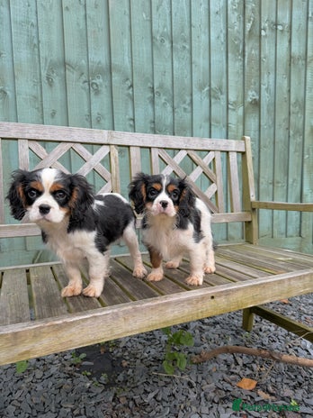 Cavalier King Charles Spaniel dogs Cavalier King Charles Spaniels - Advert 3