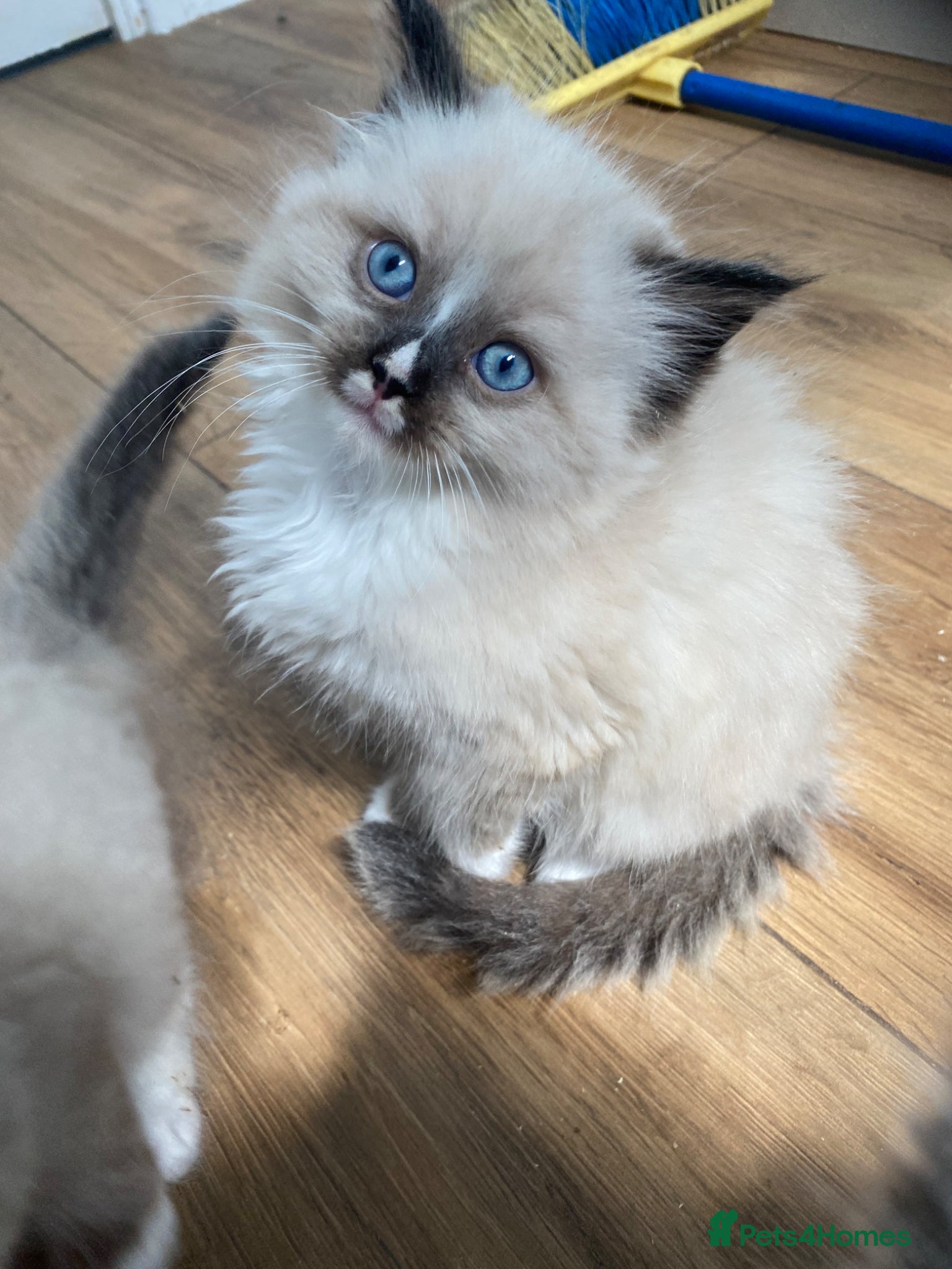 Ragdoll cats Rare Ragdoll kittens  - Advert 1