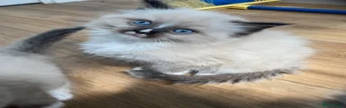 Ragdoll Kitten 1