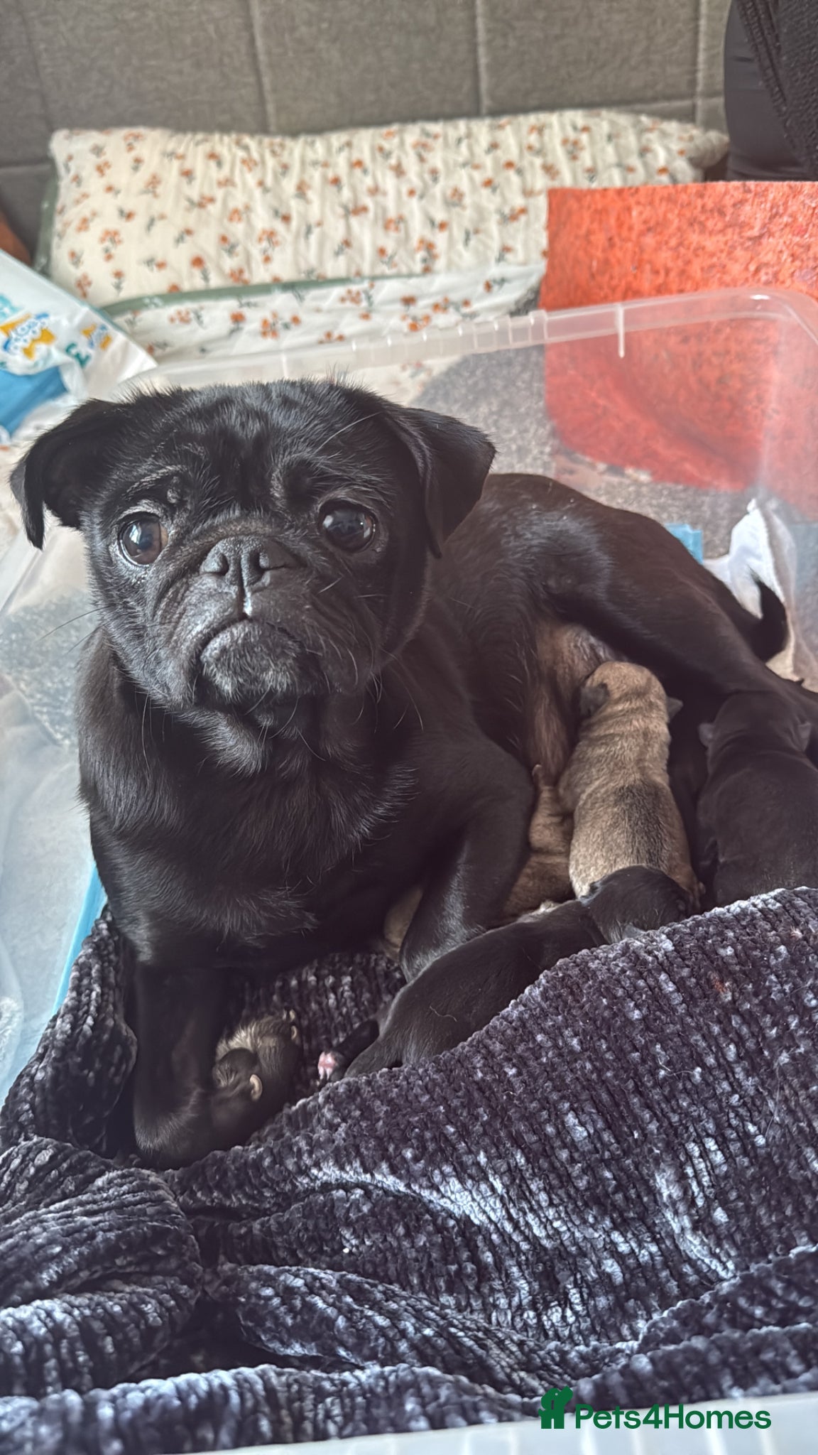 Pug dogs Pug pups! - Advert 5