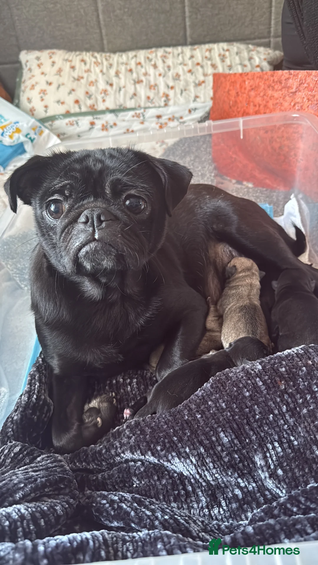 Pug dogs for sale: Pug pups! - Advert 1