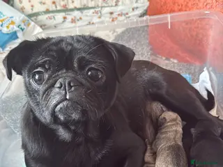 Pug dogs Pug pups! - Advert 5