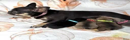 French Bulldog dogs for sale: Beautiful litter of  French Bulldog  - Advert 8