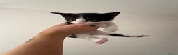 Siamese cats for sale: Mummy Dream  - Advert 10