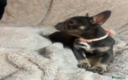 French Bulldog dogs for sale: French bulldogs 2 females remaining  - Advert 15