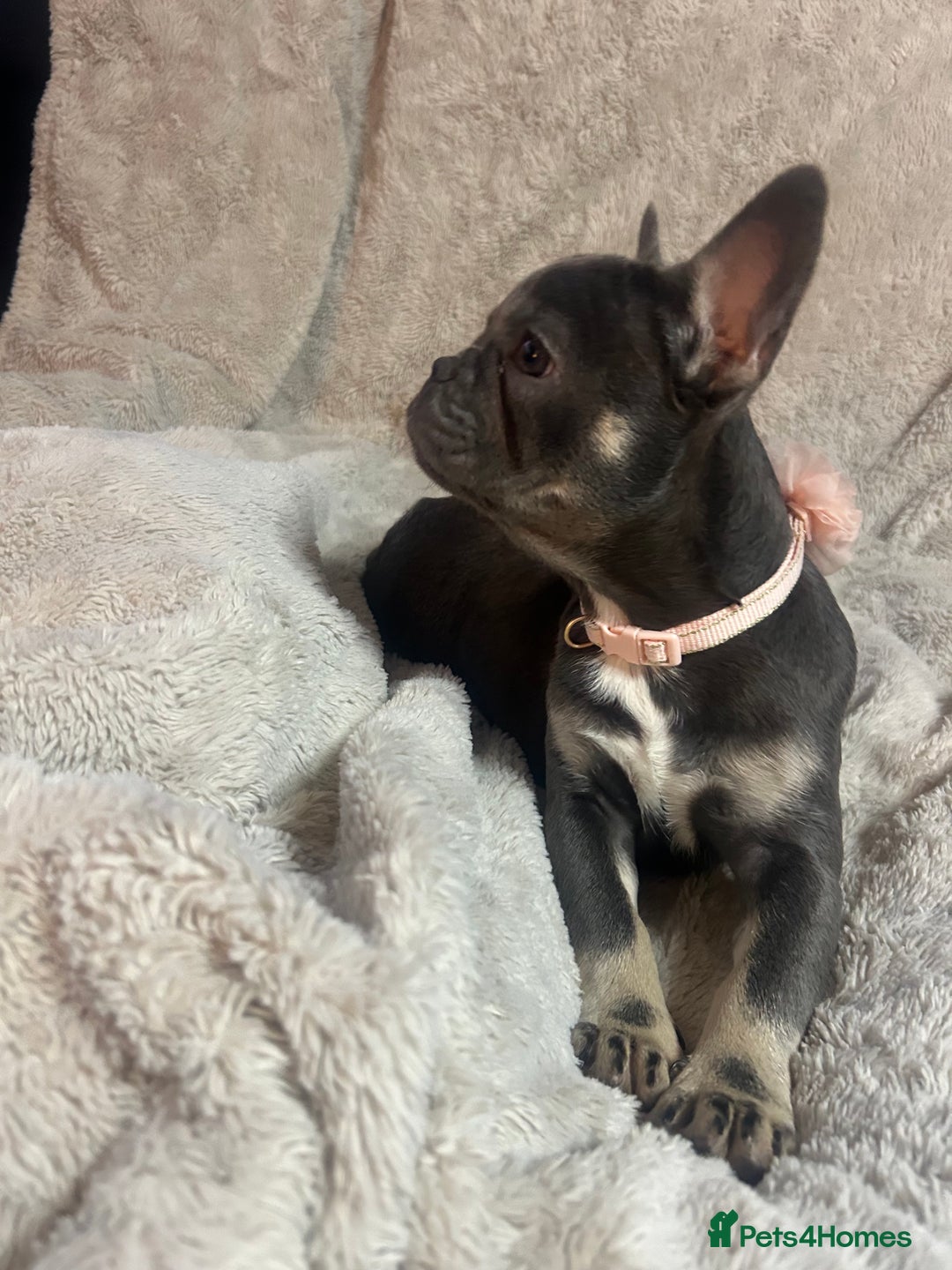French Bulldog dogs for sale: French bulldogs 2 females remaining  - Advert 15